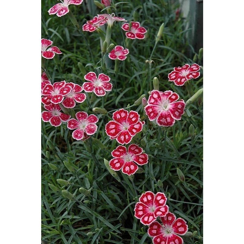 onze-horas (Portulaca oleracea) – 100 sementes com manual de cultivo II