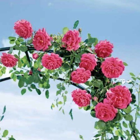 PROMOÇÃO PROMOÇÃO ENVIO SUPER RÁPIDO!!! Cultivo simples 100 sementes de rosa trepadeira pink t6 ll SEMENTES PREMIUM + M