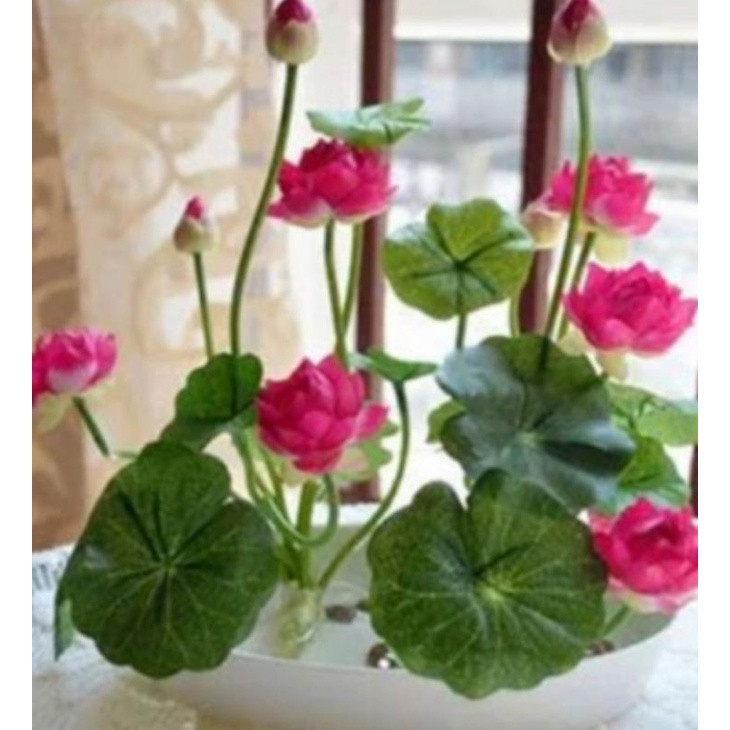 Sementes de Lótus Raro 200-500 Unid/pacote | Fácil de Germinar e Plantar | Flor Aquática para Lago e Vasos