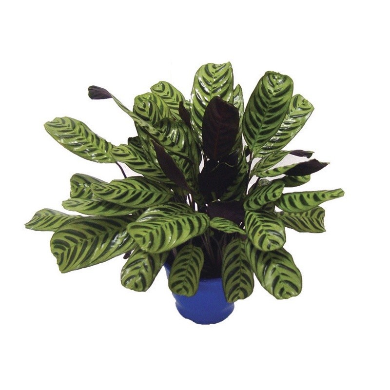 100 sements MARANTA BURLE MARXII com manual de cultivo h h