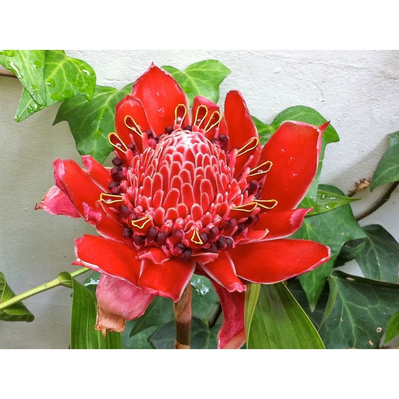 100 Sementes de  Bastão do Imperador(etlingera elatior) Sortidas Com Manual de Cultivo III