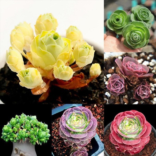 Sementes Aeonium Greenovia Rosa da Montanha 200/500 Unidades Suculenta Rara para Plantio Jardim Vaso