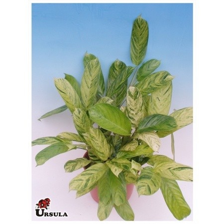 100 sements maranta ursula com manual de cultivo h