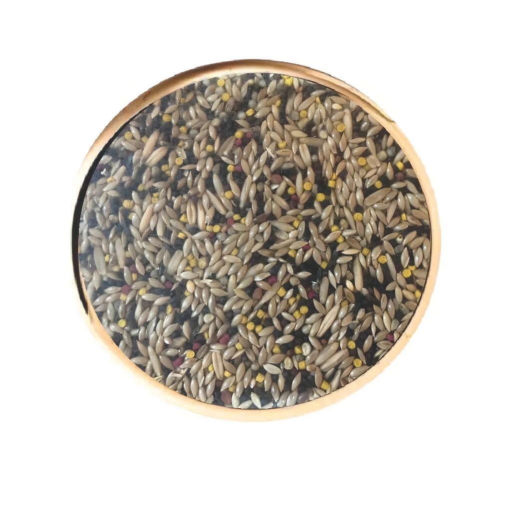 Canário Rei: Guia Completo e Onde Comprar | BuscaProdutos