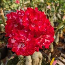 semente  rosa deserto pink adenium absum tripla flores 100 II