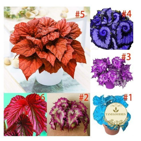fácil de levantar 200 500 Sementes de Coleus, Plantas de Jardim Azuis, Plantas de Begônia Multicoloridas, Bonsai de Flor