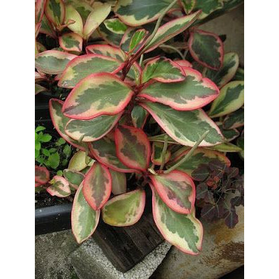 100 sements peperomia rubra com manual de cultivo h