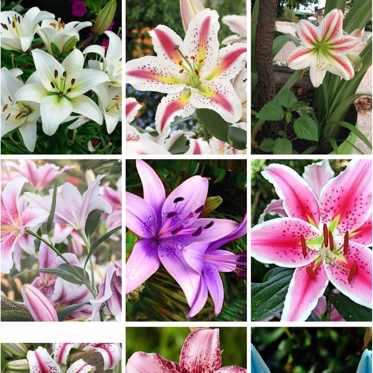 100 sementes de lírios pra fazer mudas ll