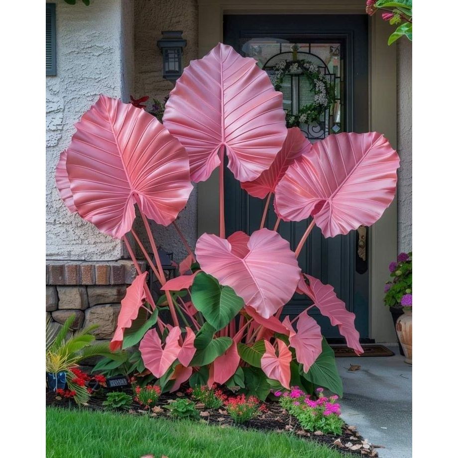 Caladium Poço de Rosa – 100 sementes com manual de cultivo II