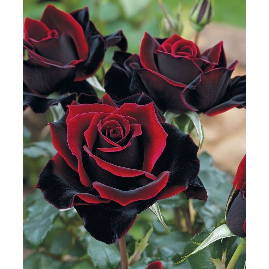 PROMOÇÃO 200 sementes 100 sementes 100 sementes Rosa Negra - Dama das Sombras -  com manual de cultivo Premium + MANUAL