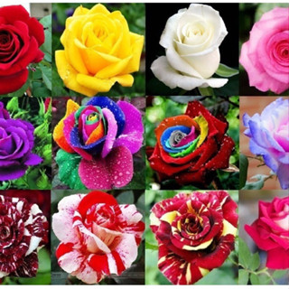 450 sementes de rosas coloridas pra fazer mudas y5 ll I em Oferta na Shopee