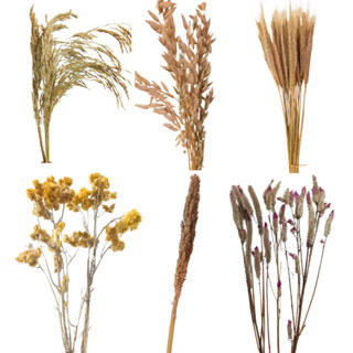 Kit Mix 6 Sprays Naturais p/ Terrário Hamster e Roedores – Aveia Arroz Celósia Marcela Sorgo Trigo em Oferta na Shopee