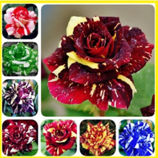 300 sementes rosas tigers sortidas com manual de cultivo e frete rápido ll em Oferta na Shopee