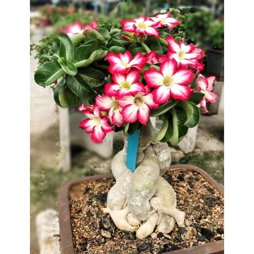 1000 Sementes de Rosa do Deserto Medusa Raras (Adenium) Fácil de Plantar e Germinar | Jardinagem