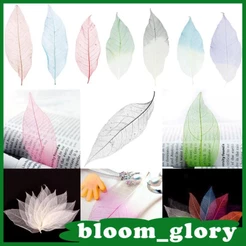 50 Peças 5-6 " Esqueleto Natural Seco Artesanato Cartão Scrapbook Enfeite Colorido