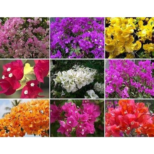 100 sements bugaviles sortidas mix especies com manual de cultivo II