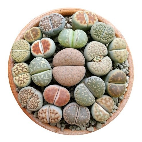 80 Sementes Lithops Pedra Viva Cacto Suculenta P/ Mudas