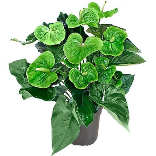 100 sements anturio verde com manual de cultivo h top