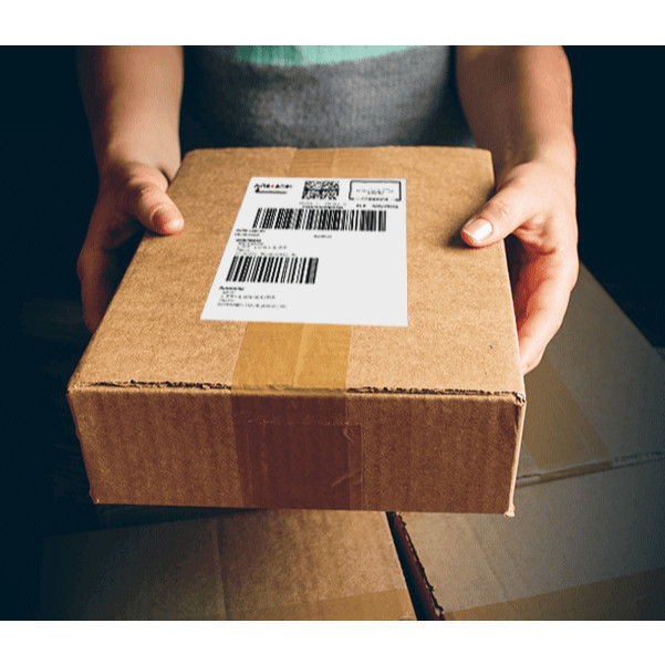 100 sements bambu gigante taiwan com manual de cultivo V V