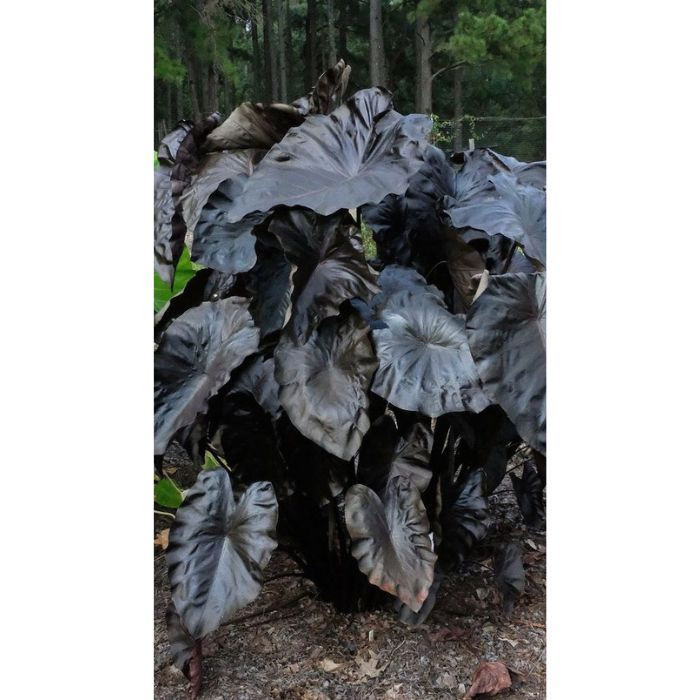 100 sements caladio black wakanda com manual de cultivo h