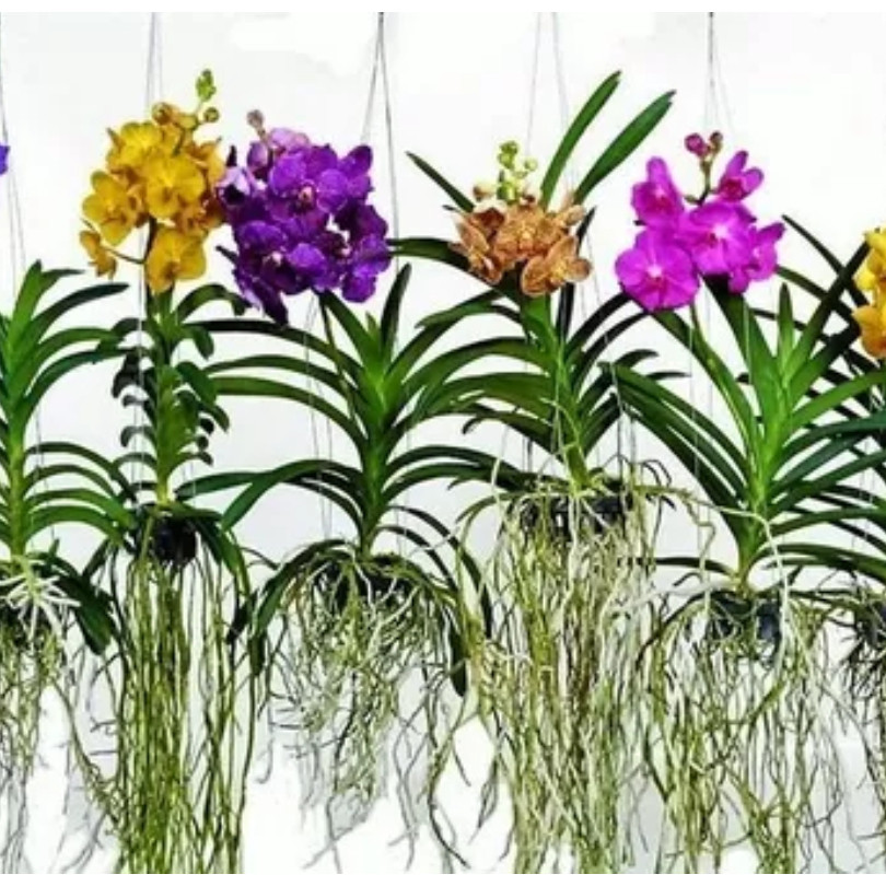 200 sements de orquídea vanda cores sortidas b6 pra fazer muda I