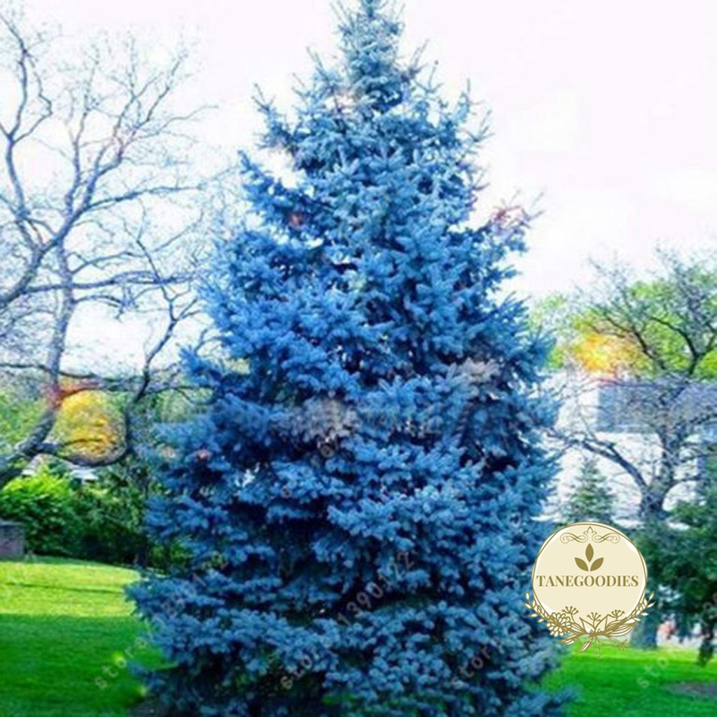 Sementes de Pinheiro Azul Raro para Bonsai 200/500 Un Fácil de Germinar Planta Ornamental Jardim
