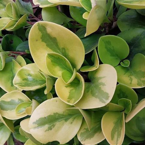 100 sements Peperomia Obtusifolia Variegata com manual de cultivo