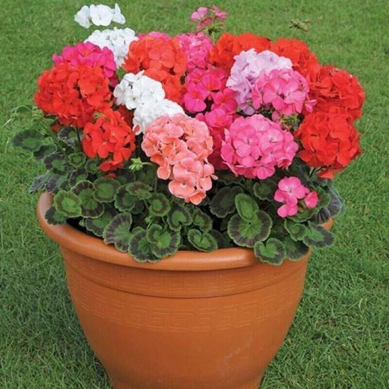 Fácil de Cultivar... Gerânio Flor Mista 200 500 Sementes para Jardinagem (pacote pcs-Sementes para plantio) Perenais
