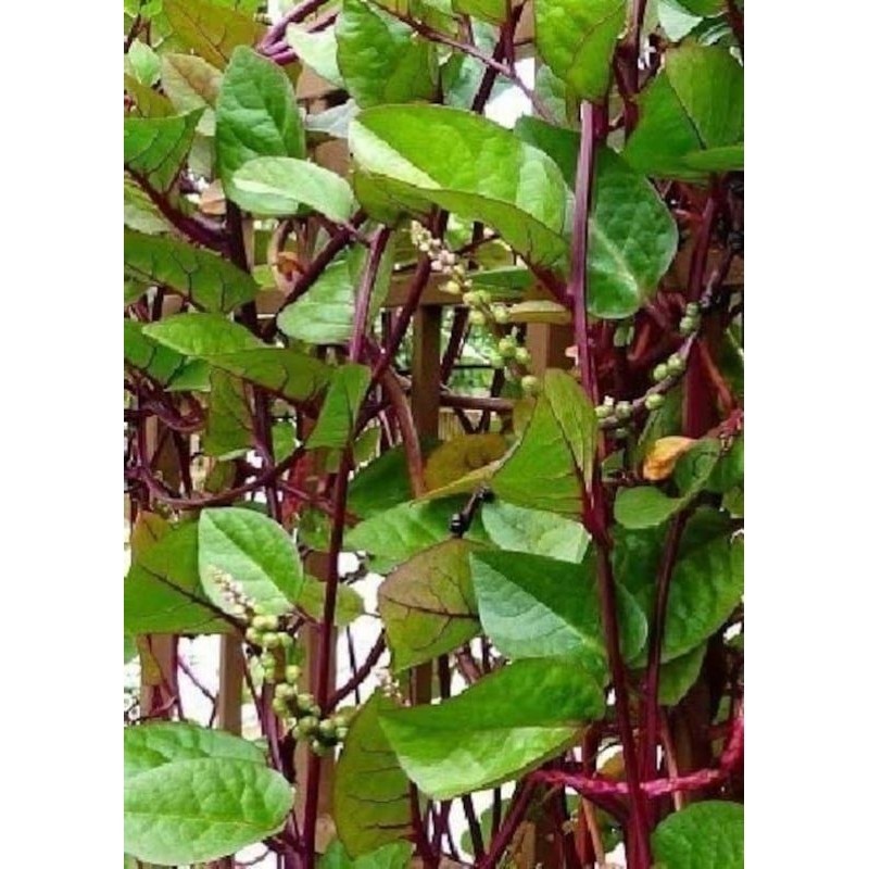 Sementes de Alugbati Vermelho para Plantio/Sementes de Espinafre Malabar ( sementes/pacote)200 500seeds