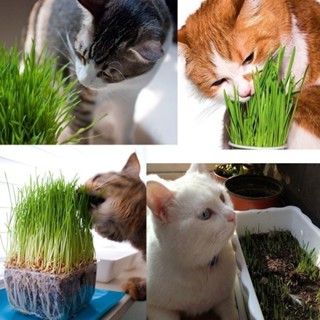 Pcs Grama Natural para Gatos 200 500 Sementes OrganicTriticum Aestivum para Plantar Bonsai Sementes de Grama para Gatos em Oferta na Shopee