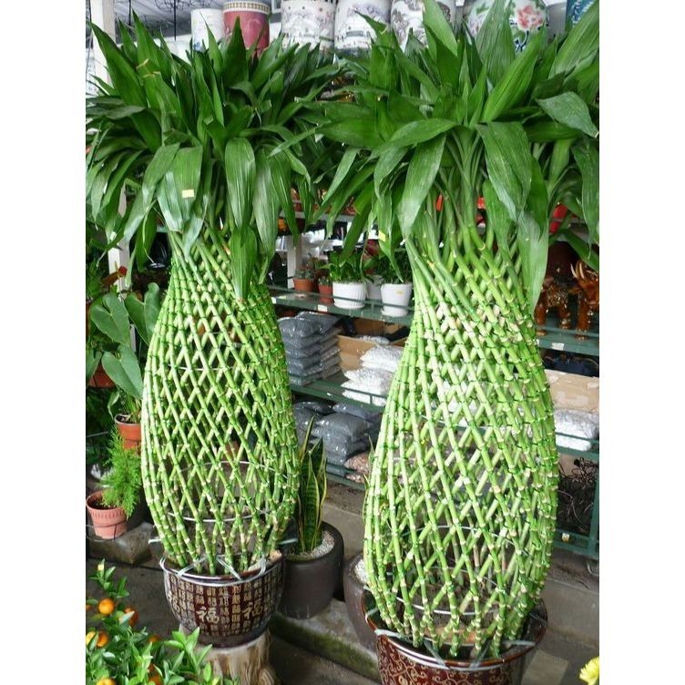 100 sements bambu da sorte gigante de metro com manual de cultivo h top