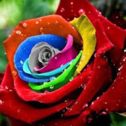 200 sementes de rosas mix de cores azul verde rosa amarela laranja e outras ll