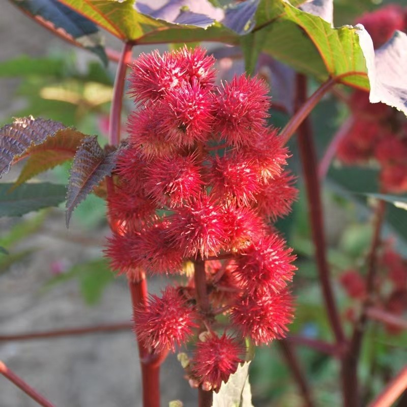 200/500 Sementes de Mamona (Rícino) Frescas para Extração de Óleo | Castor Seed para Plantio e Jardinagem