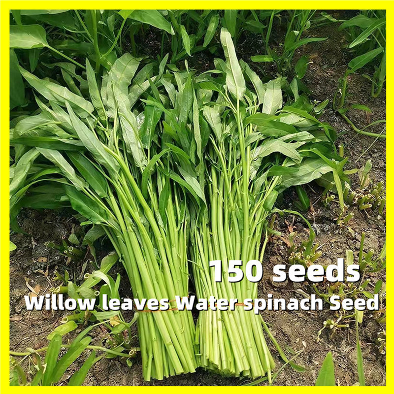 Sementes de Espinafre Aquático Willow Leaves 200 500 unidades Alta Germinação Sementes de Plantas de Espinafre Aquático