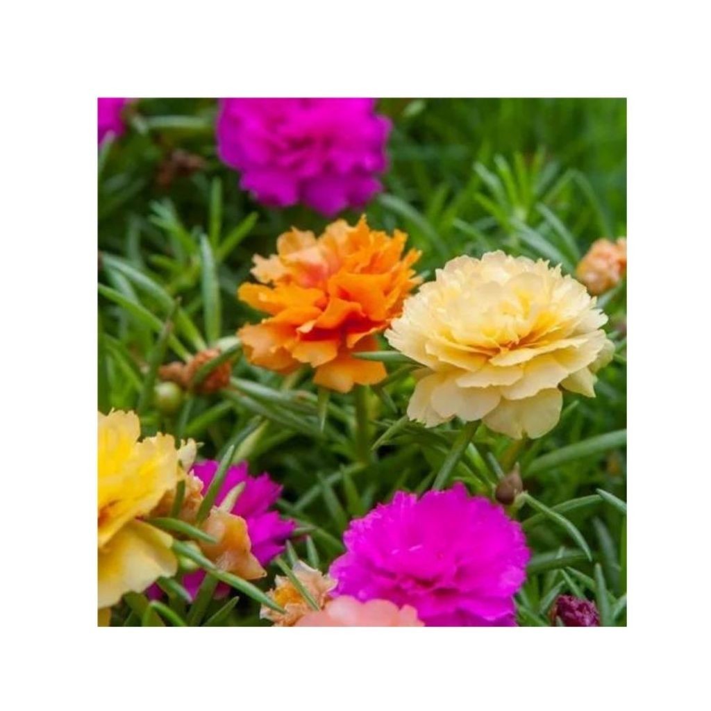 100 SEMENTES DE FLOR SEMI-SUCULENTA - PORTULACA DOBRADA SORTIDA - ONZE HORAS DOBRADA (12626) Premium