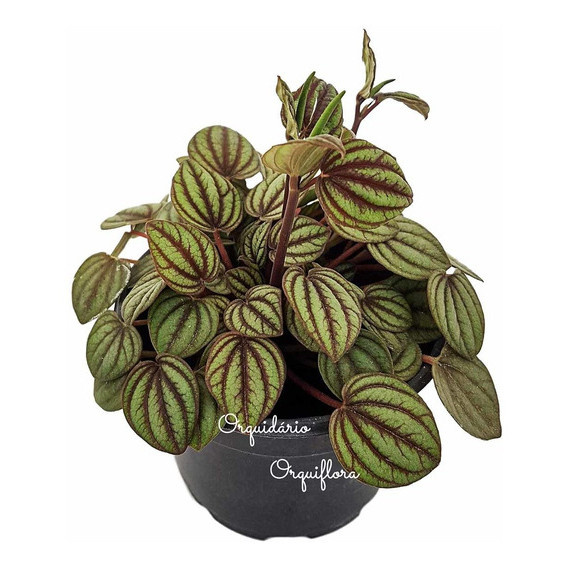 100 sements Peperomia Albovittata com manual de cultivo h