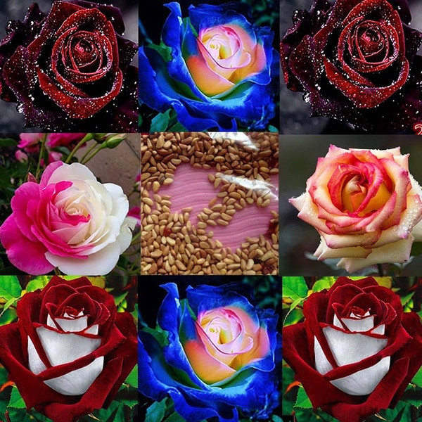 200 500 Sementes de Rosa Rara Azul Vermelha Roxa Rosa Preta Arco-Íris Plantas de Jardim em Casa Semente de Rosa