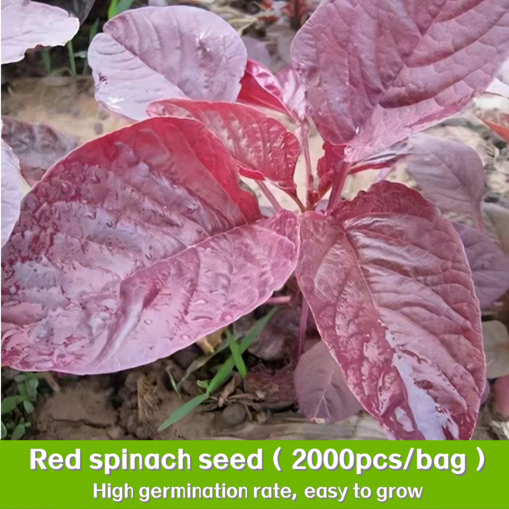 Sementes de espinafre vermelho (200 500 sementes) Sementes de ruibarbo vermelho rubi e bieto suíço | Sementes de Vegetai