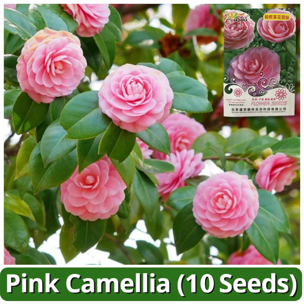 fácil de levantar Sementes de Flor de Camélia Rosa (200 500 Sementes) Sementes Raras de Camélia Impatiens Balsam Semente