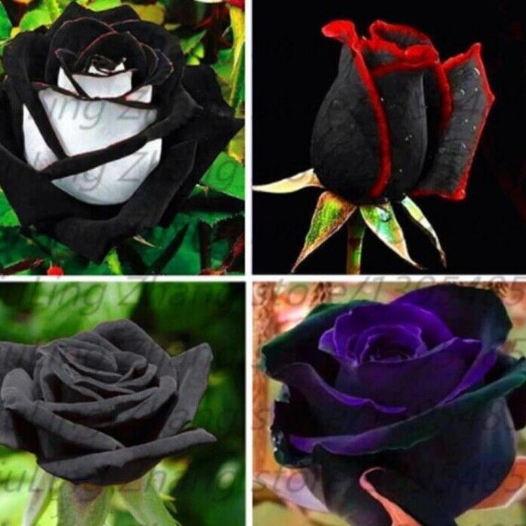 400 sementes raras de rosas pra vasos e jardins ll em Oferta na Shopee