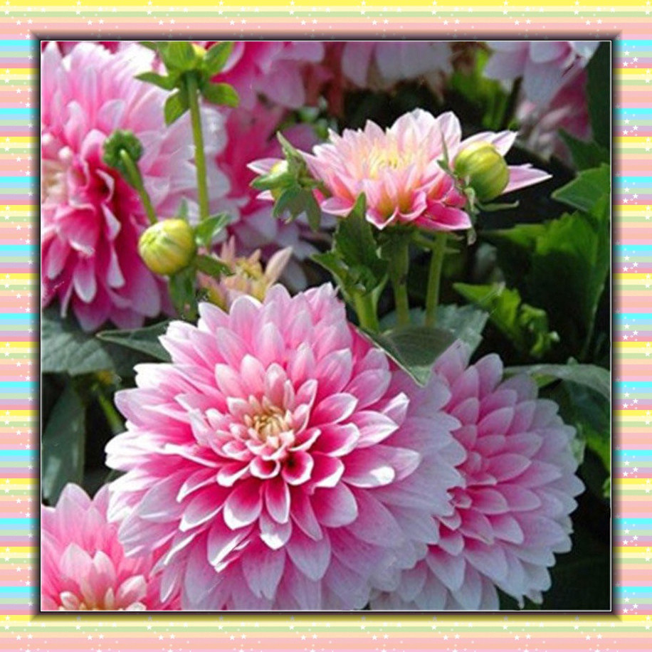 Bulbos de Flores Raras: Onde Comprar | BuscaProdutos