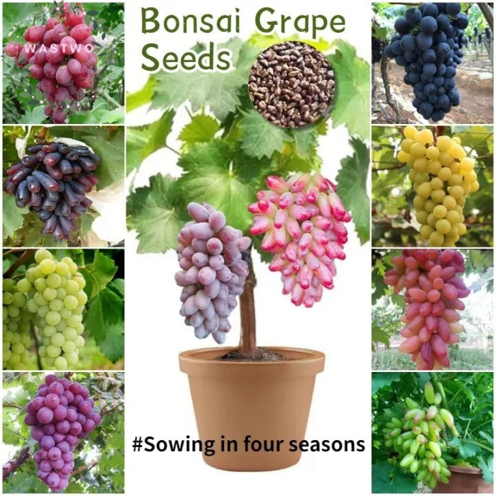 Sementes de Uva Sem Semente 200-500pcs | Fácil de Plantar | Variedade SDDE | Para Jardim e Pomar