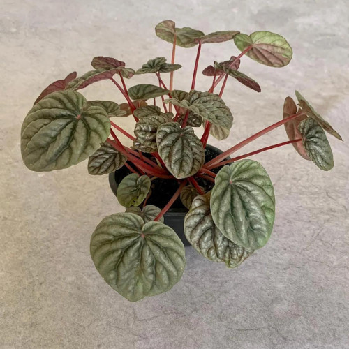 100 sements mini peperomia roxa com manual de cultivo h
