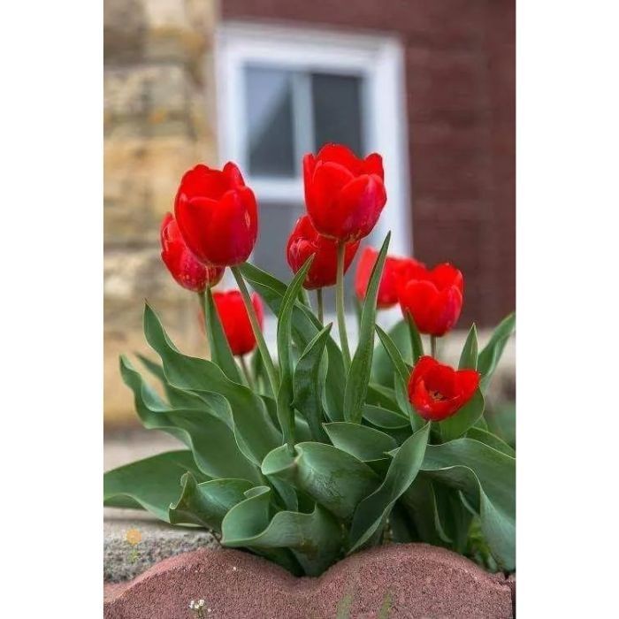 Tulipa 'Exotic Emperor' – 100 sementes com manual de cultivo pronta entrega envio em 24h II