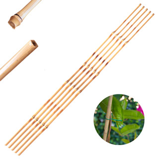 Tutor Estaca De Bambu Para Planta 95cm 5pçs Ponta Grossa em Oferta na Shopee