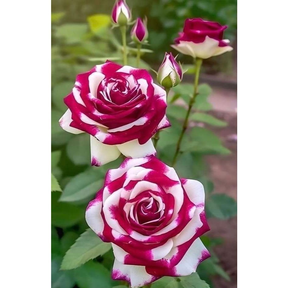 200 sementes 100 sementes 100 sementes rosas merry purple com manual de cultivo pronta entrega envio em 24h Premium EXC