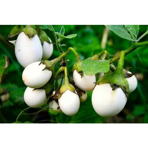 100 sements planta ovo com manual de cultivo V V em Oferta na Shopee