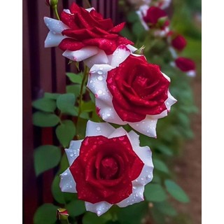 100 sementes rosas cantral red com manual de cultivo pronta entrega envio em 24h I