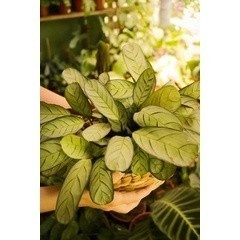 100 sements maranta amagris com manual de cultivo h