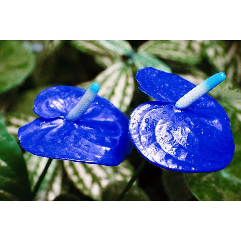 Anthurium crystallinum - 100 sementes com manual de cultivo pronta entrega envio em 24h II